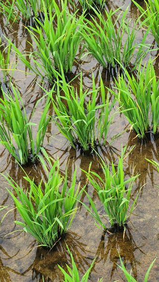 두비님의 벼 · 자유게시판 작성글 사진