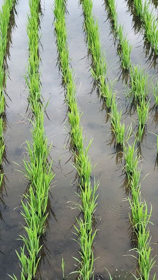 두비님의 벼 · 자유게시판 작성글 사진