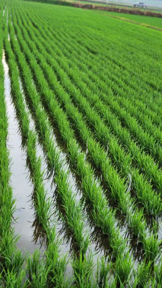 두비님의 벼 · 자유게시판 작성글 사진