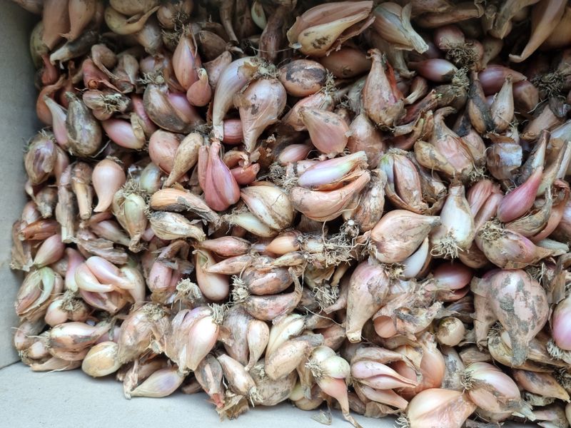 장터 상품 [쪽파종구] 썸네일