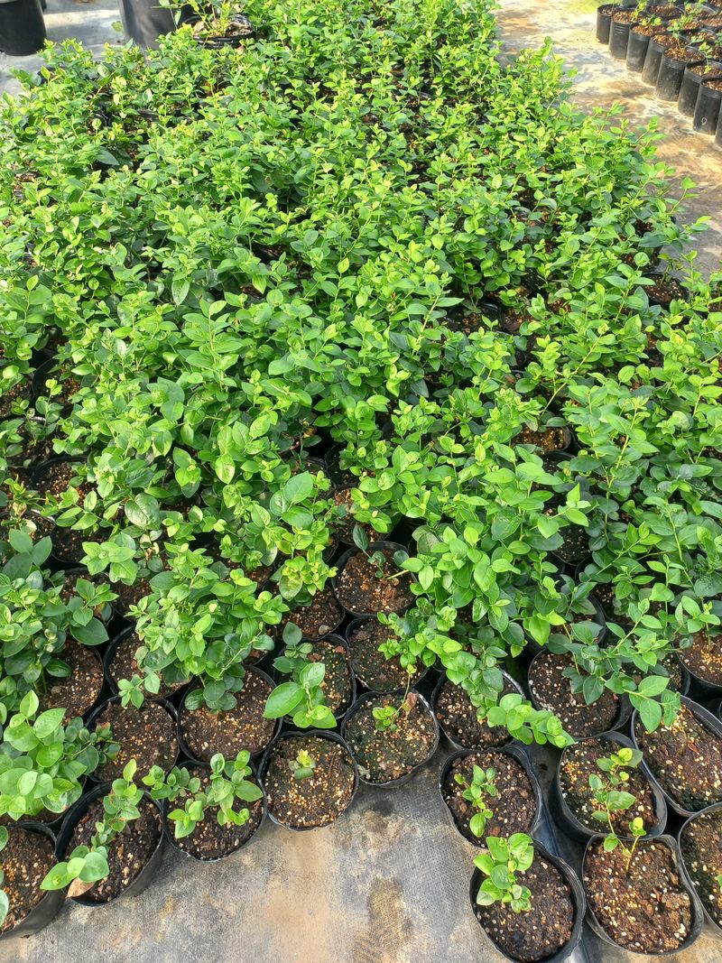 장터 상품 [블루베리나무판매(에메랄드.메도우락)] 썸네일