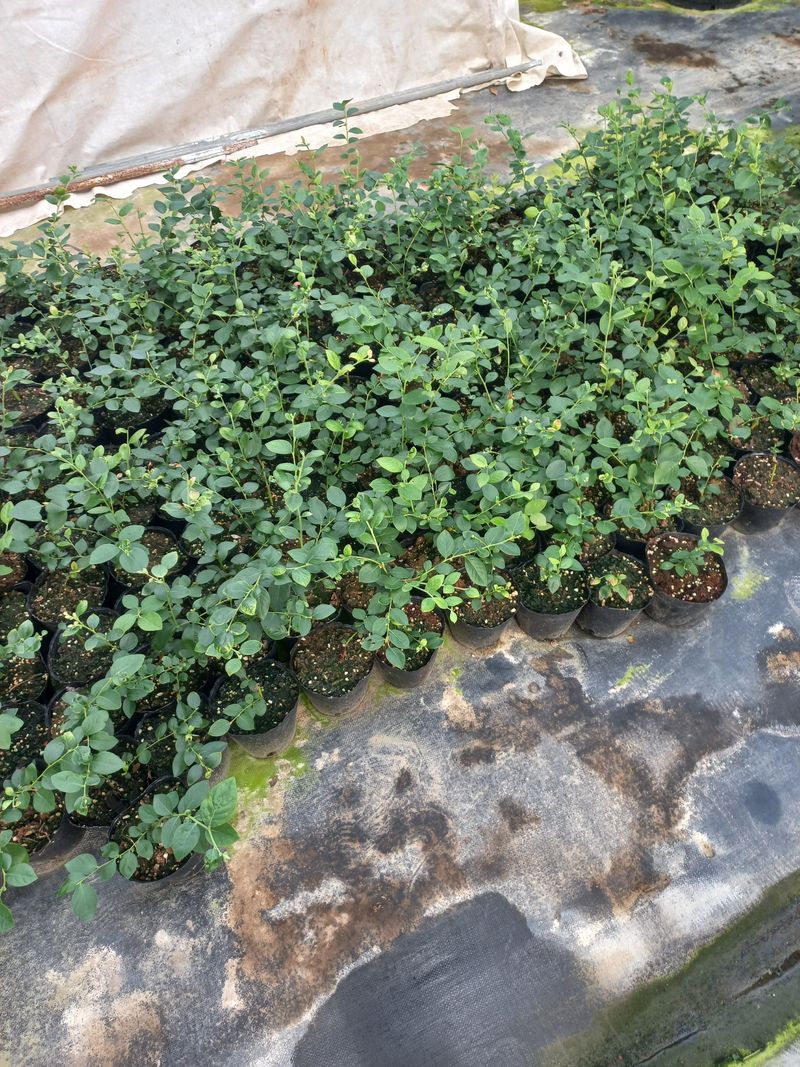 하늘농원님의 장터 판매 상품 [블루베리나무판매(에메랄드.메도우락)] 첨부 사진