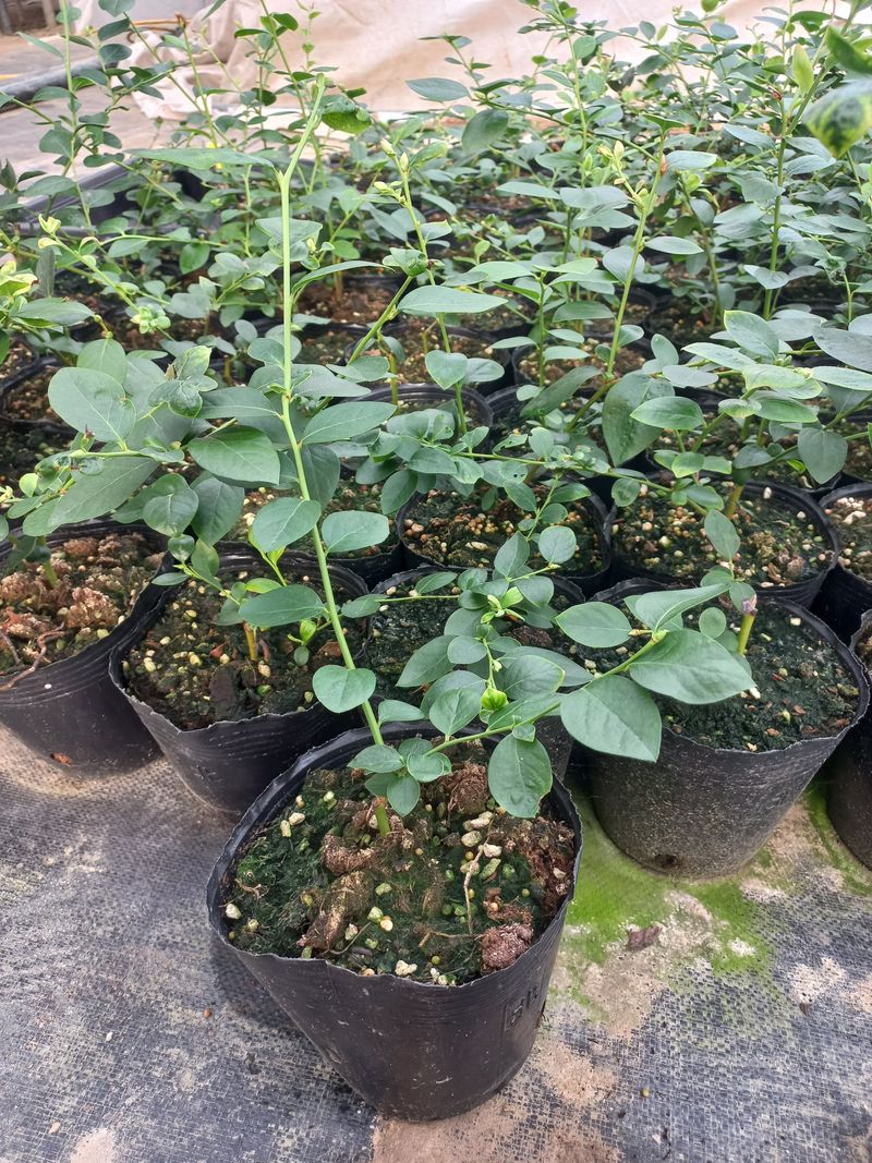 하늘농원님의 장터 판매 상품 [블루베리나무판매(에메랄드.메도우락)] 첨부 사진