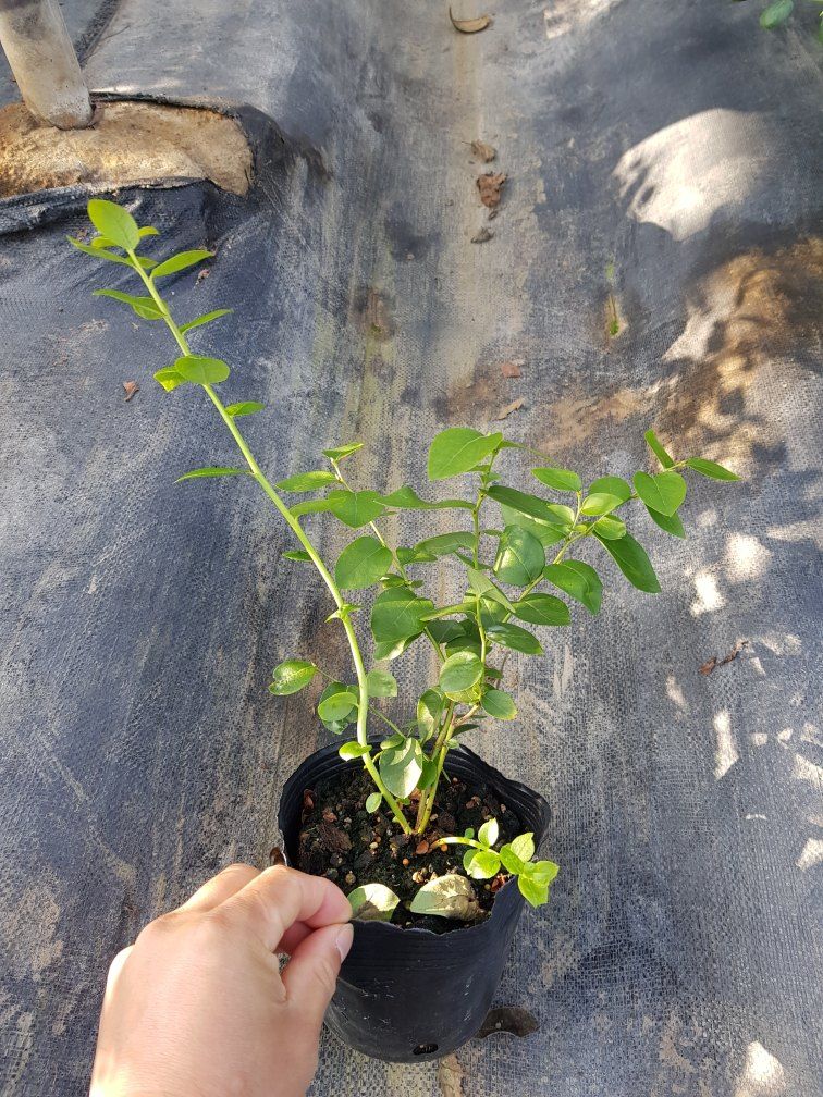 하늘농원님의 장터 판매 상품 [블루베리나무판매(에메랄드.메도우락)] 첨부 사진