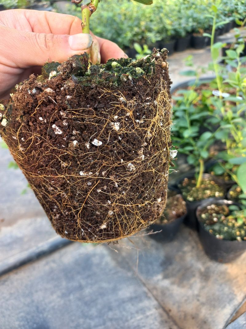 하늘농원님의 장터 판매 상품 [블루베리나무판매(에메랄드.메도우락)] 첨부 사진