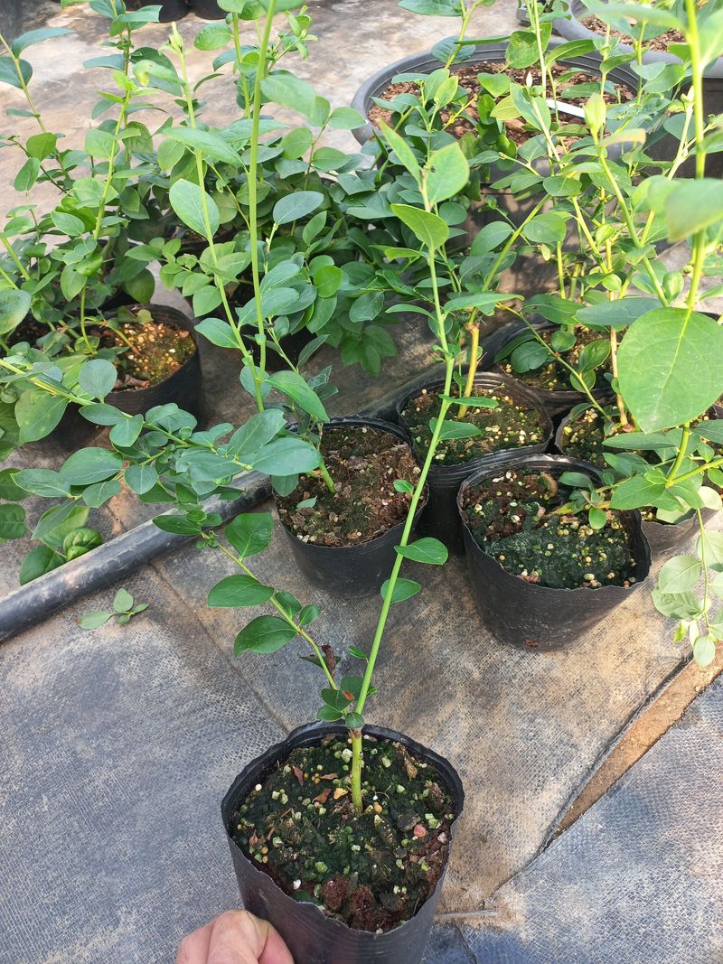 하늘농원님의 장터 판매 상품 [블루베리나무판매(에메랄드.메도우락)] 첨부 사진