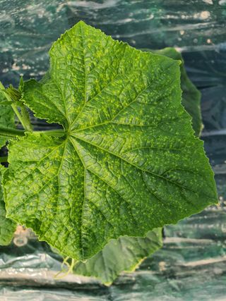 한상욱님의 오이 · 병해충상담 작성글 사진