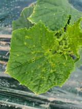 팜모닝 오이·병해충상담 게시글 이미지