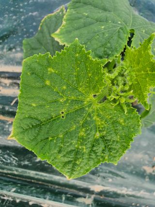 한상욱님의 오이 · 병해충상담 작성글 사진