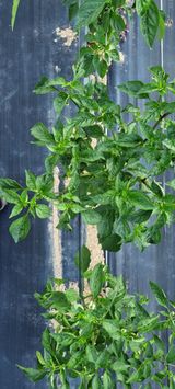 팜모닝 고추·병해충상담 게시글 이미지