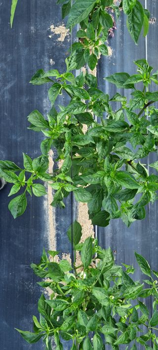 김우회님의 고추 · 병해충상담 작성글 사진