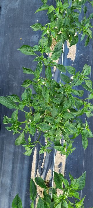 김우회님의 고추 · 병해충상담 작성글 사진