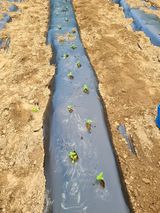 팜모닝 참깨·자유게시판 게시글 이미지