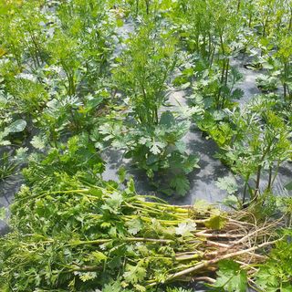 고북면공심채 농인님의 작성글 사진