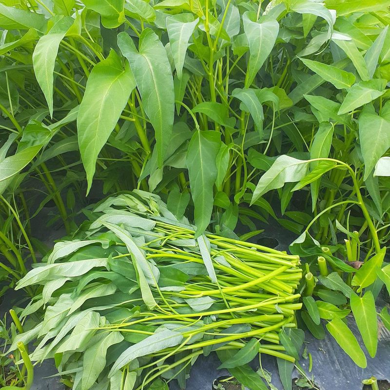 고북면공심채 농인님의 장터 판매 상품 [고수/공심채/호박순] 첨부 사진