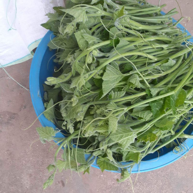 고북면공심채 농인님의 장터 판매 상품 [고수/공심채/호박순] 첨부 사진