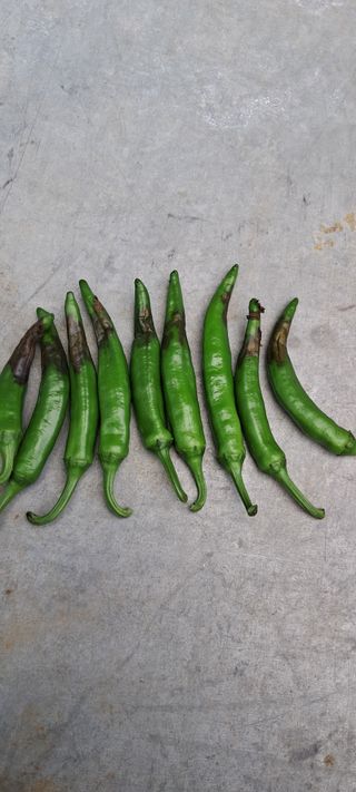 이계대님의 장마 대비 어떻게 하셨나요? · 참여 작성글 사진