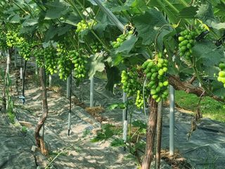 덕산농원 님의 포도 · 자유게시판 작성글 사진