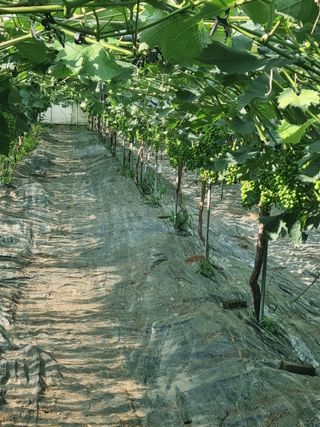 덕산농원 님의 포도 · 자유게시판 작성글 사진