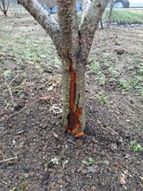 팜모닝 자두·병해충상담 게시글 이미지