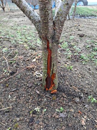 장호덕님의 자두 · 병해충상담 작성글 사진