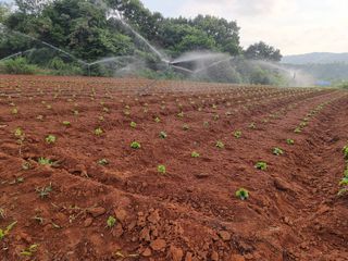 우희태님의 들깨 · 영농일지 작성글 사진
