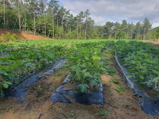 이정태님의 콩 · 자유게시판 작성글 사진