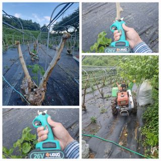 정영기대산축산농부♡님의 기타작물 · 자유게시판 작성글 사진