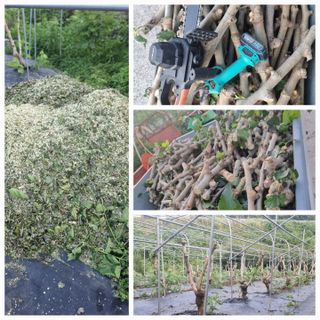 정영기대산축산농부♡님의 기타작물 · 자유게시판 작성글 사진