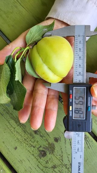 채리원님의 매실 · 영농일지 작성글 사진