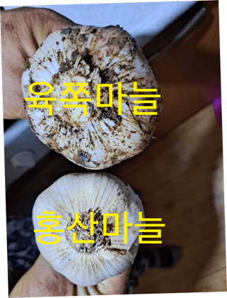 이정자님의 마늘 · 마늘 쪽 비대기 작성글 사진