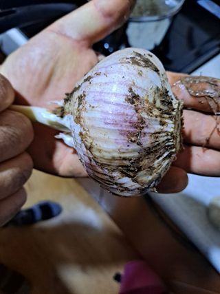 이정자님의 마늘 · 마늘 쪽 비대기 작성글 사진