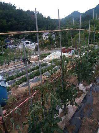신 난다님의 토마토 · 생장기 농작업 작성글 사진