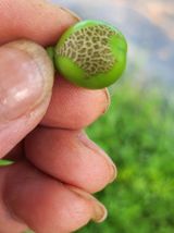 팜모닝 포도·병해충상담 게시글 이미지