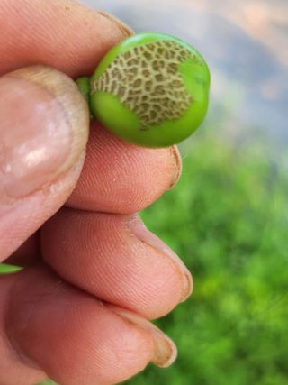 최이현님의 포도 · 병해충상담 작성글 사진