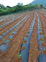 팜모닝 양파·자유게시판 게시글 이미지