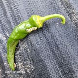 팜모닝 고추·영농일지 게시글 이미지