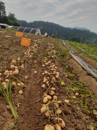 장미부인님의 자유주제 · 건의해요 작성글 사진