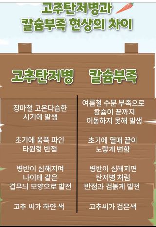 알 수 없음님의 고추 · 병해충상담 작성글 사진