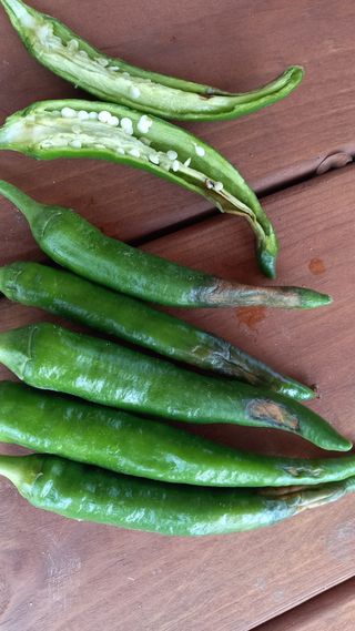 조경숙님의 고추 · 병해충상담 작성글 사진