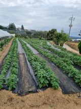 팜모닝 참깨·자유게시판 게시글 이미지