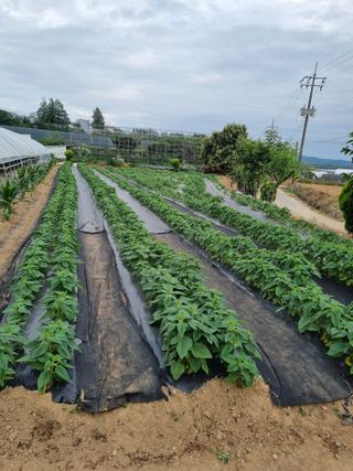 김갑태님의 참깨 · 자유게시판 작성글 사진