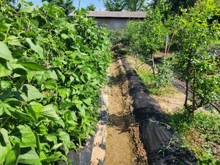 조용오님의 콩 · 자유게시판 작성글 사진