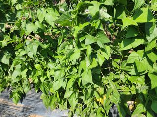 조용오님의 콩 · 자유게시판 작성글 사진