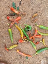 팜모닝 고추·병해충상담 게시글 이미지