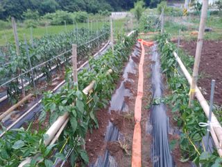 팜모닝회원대영농장님의 고추 · 영농일지 작성글 사진