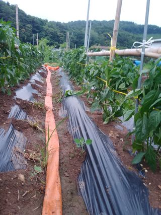 팜모닝회원대영농장님의 고추 · 영농일지 작성글 사진