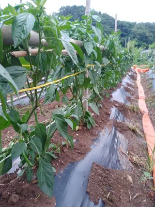 팜모닝회원대영농장님의 고추 · 영농일지 작성글 사진