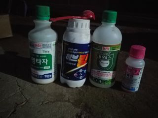 팜모닝회원대영농장님의 고추 · 영농일지 작성글 사진