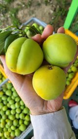 팜모닝 매실·자유게시판 게시글 이미지